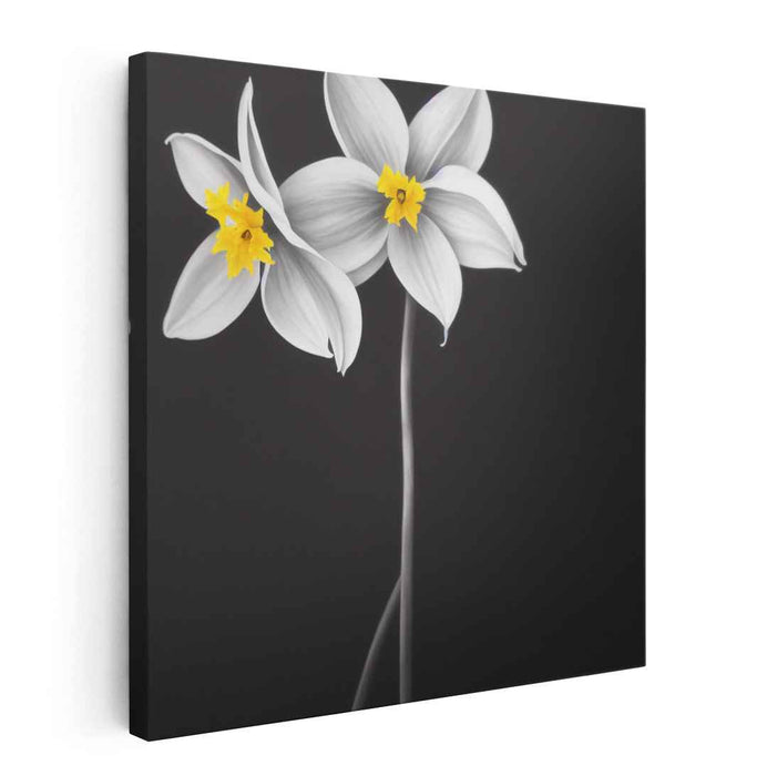 Charcoal Daffodils #007