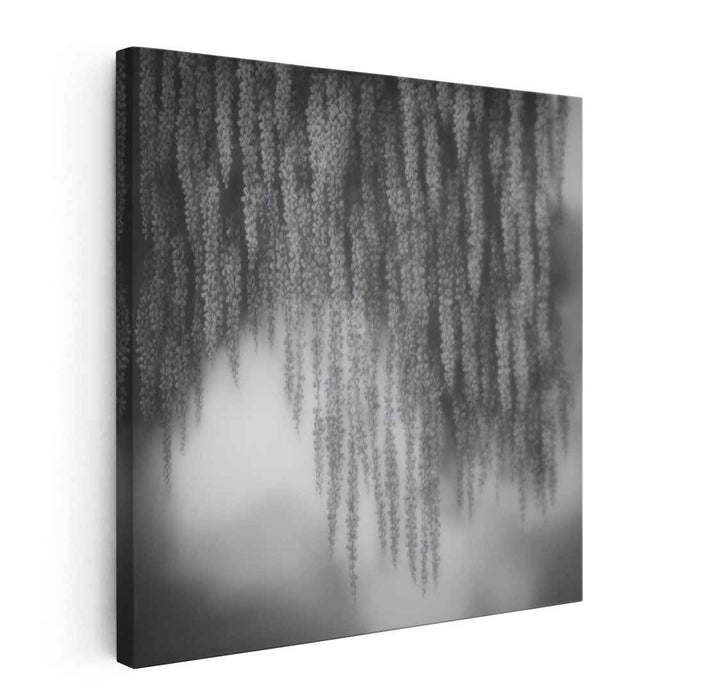 Whispering Vines: Cascading Wisteria Charcoal Art Print