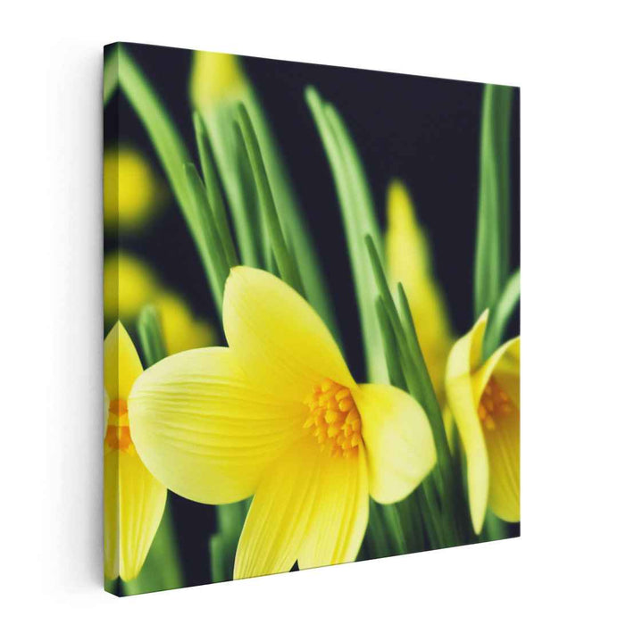 Pencil Drawing Daffodils #005