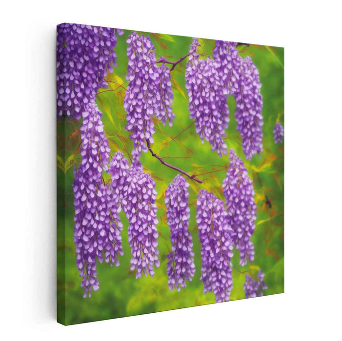 Pencil Drawing Wisteria #003