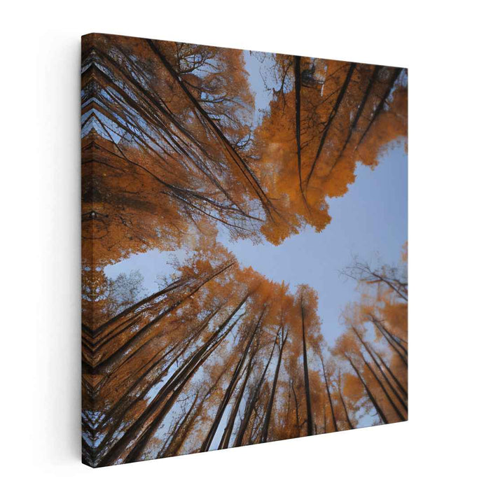 Golden Canopy Harmony: A Skyward View of Golden Fall Trees Canvas Art