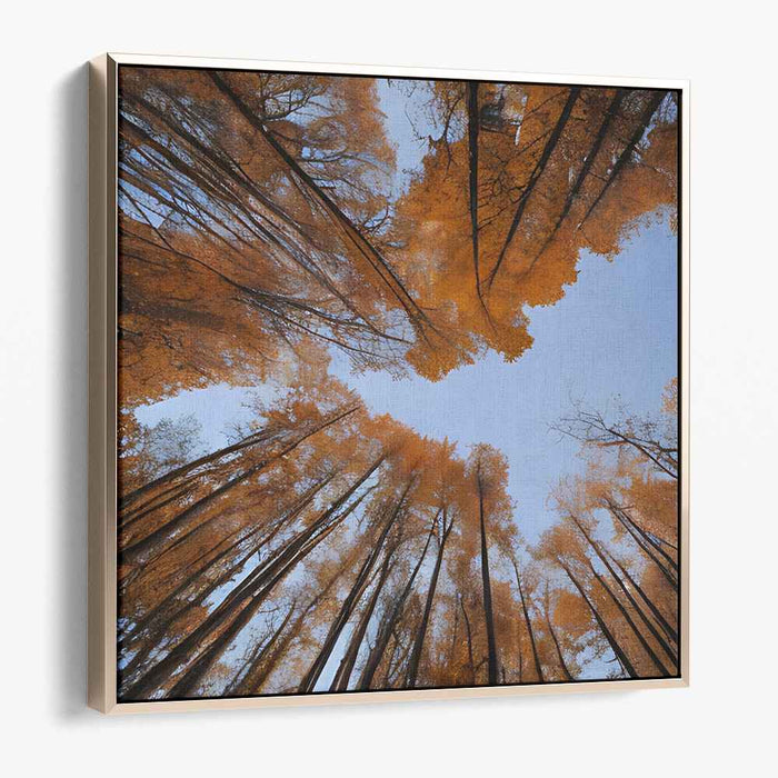 Golden Canopy Harmony: A Skyward View of Golden Fall Trees Canvas Art