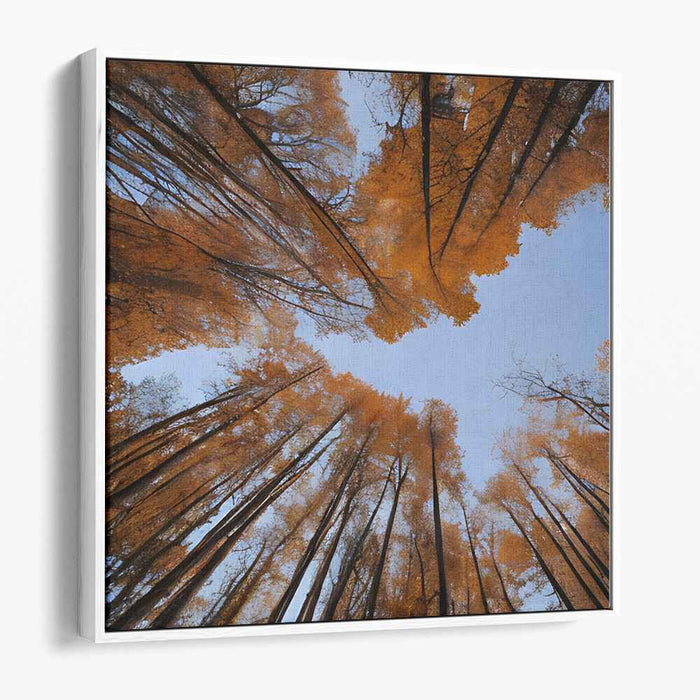 Golden Canopy Harmony: A Skyward View of Golden Fall Trees Canvas Art