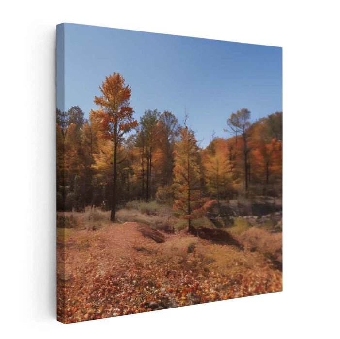 Forest Photography #020