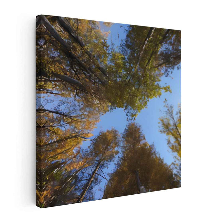 Celestial Canopy Reverie: A Skyward Perspective - Vibrant Forest Canvas Art Print