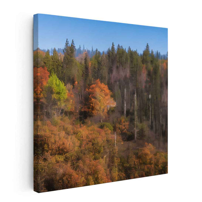 Forest Photography #030