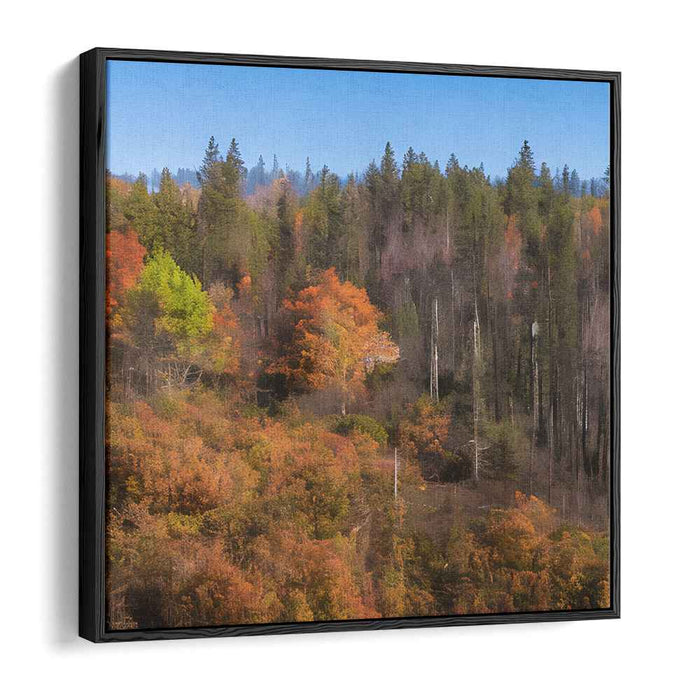 Forest Photography #030