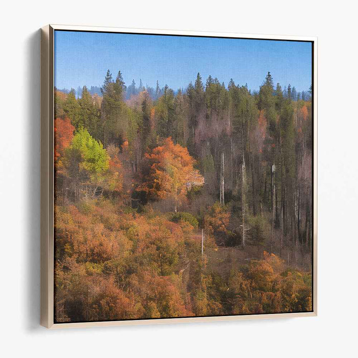 Forest Photography #030