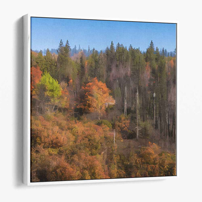 Forest Photography #030