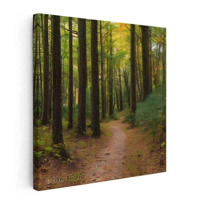 Forest Photography #036