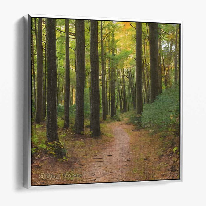 Forest Photography #036