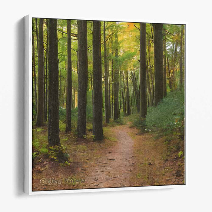 Forest Photography #036