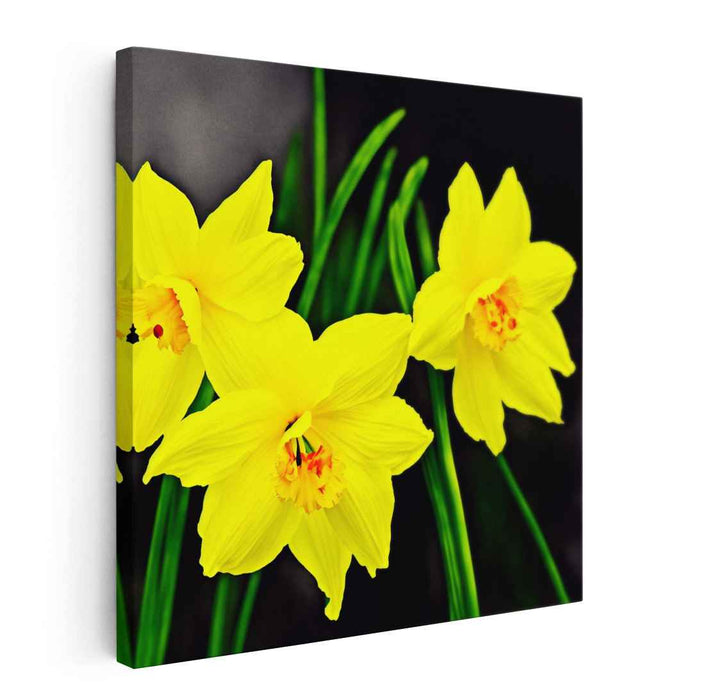 Daffodil Daydreams: Realistic Yellow Daffodils Canvas Art Print