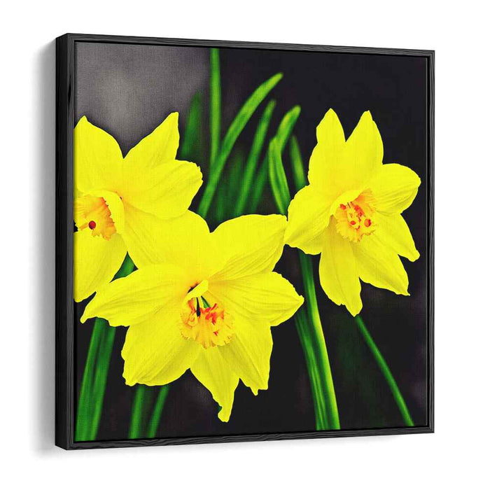 Daffodil Daydreams: Realistic Yellow Daffodils Canvas Art Print