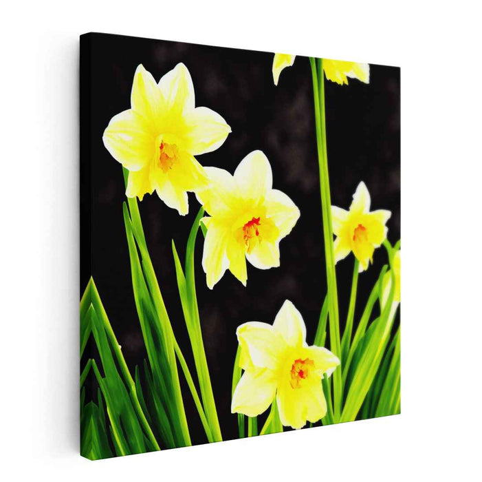 Ink Drawing Daffodils #008