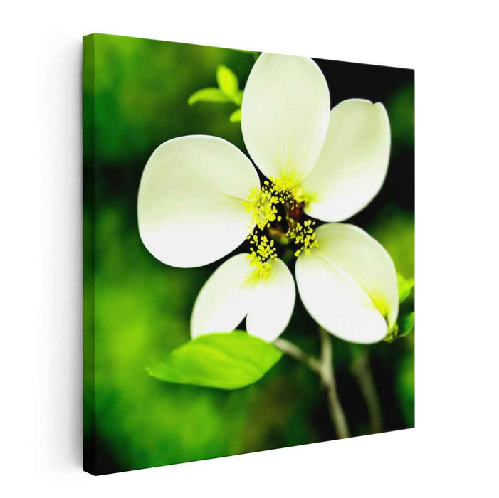 Enchanted Bloom Glow: Luminous White Flower on Emerald Canvas Art Print