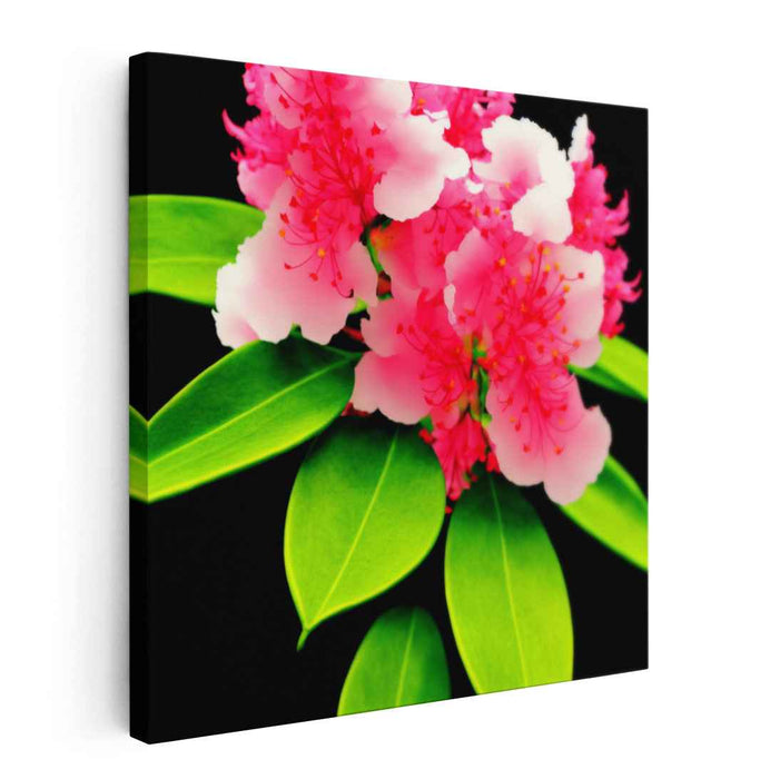 Blooming Rhododendron: Vibrant Rhododendron Flower Canvas Art Print