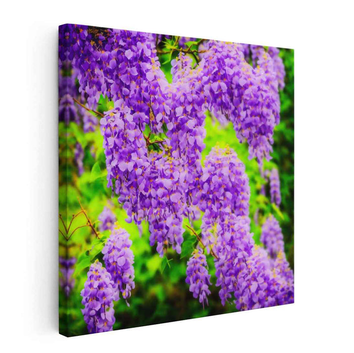 Violet Whispers Dance Paint: Wisteria in Full Bloom Canvas Art Print