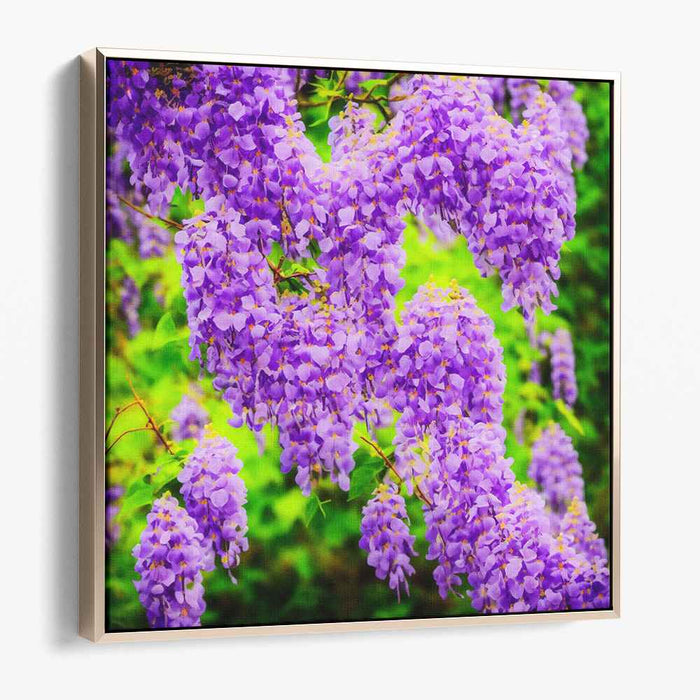 Violet Whispers Dance Paint: Wisteria in Full Bloom Canvas Art Print