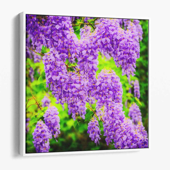 Violet Whispers Dance Paint: Wisteria in Full Bloom Canvas Art Print