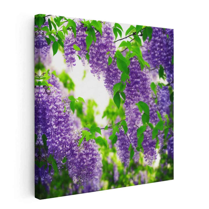 Ink Drawing Wisteria #004