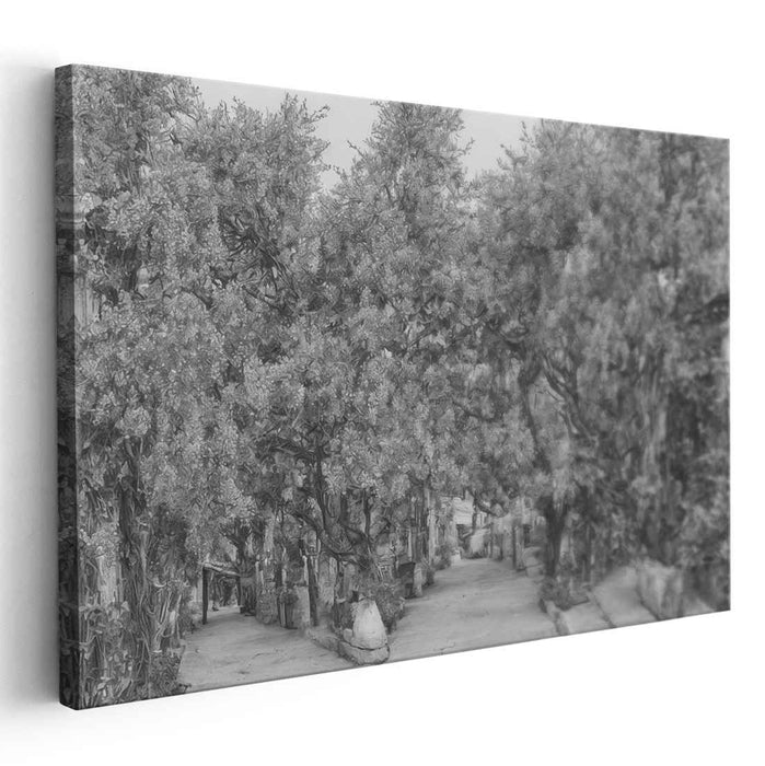 Shaded Pathways: Monochromatic Tree-Lined Walkway Canvas Art Print