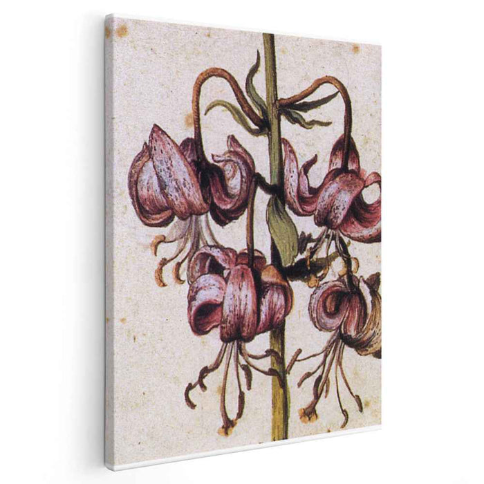 Lillium Martagon (Details) by Albrecht Durer