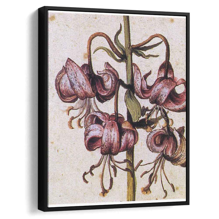 Lillium Martagon (Details) by Albrecht Durer