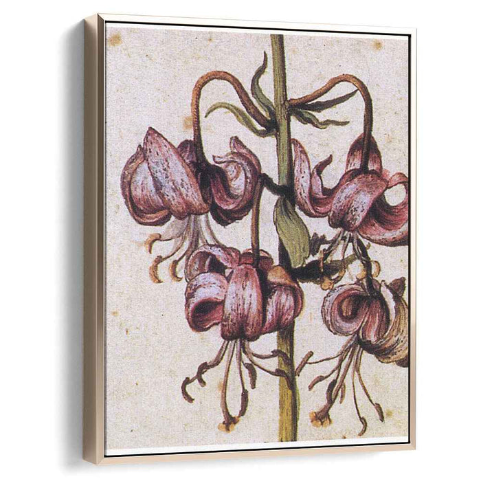 Lillium Martagon (Details) by Albrecht Durer