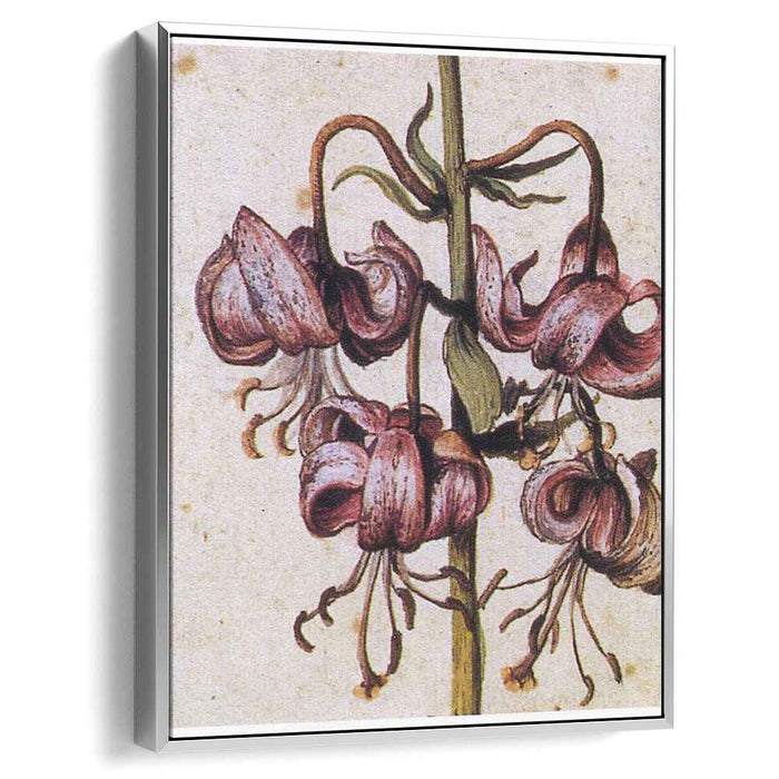 Lillium Martagon (Details) by Albrecht Durer