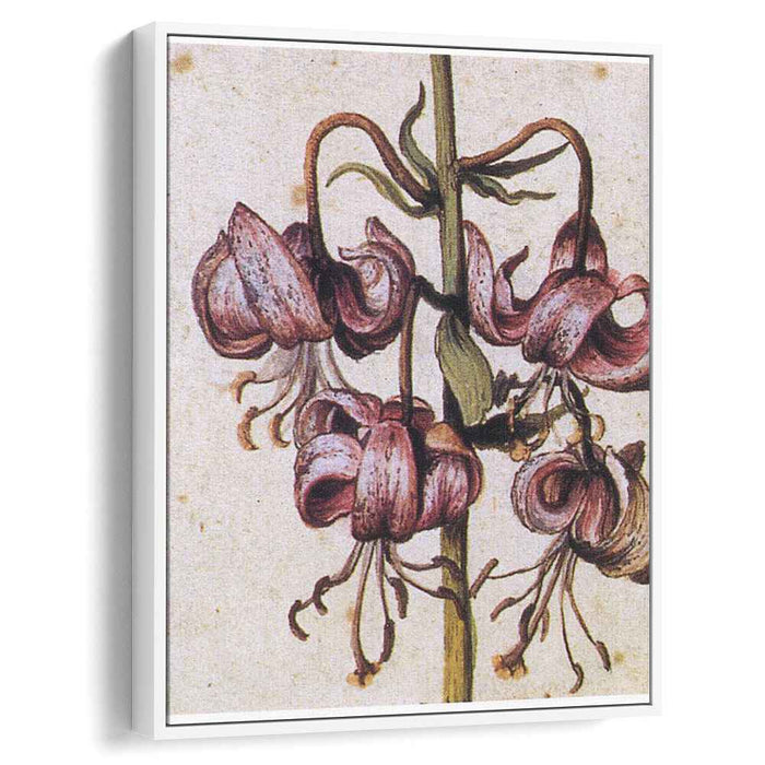 Lillium Martagon (Details) by Albrecht Durer