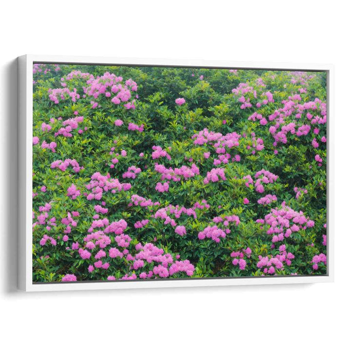 Magic Blush Petal Dreams: Lush Pink Rhododendron Blossoms Canvas Art Print