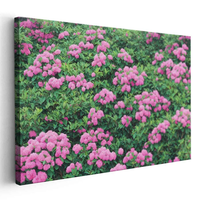 Garden Elegance Expressed: Lush Pink Hydrangea Garden Canvas Art Print