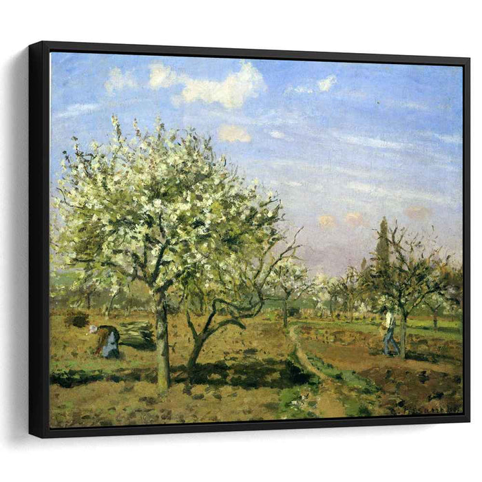 Orchard in Blossom, Louveciennes by Camille Pissarro