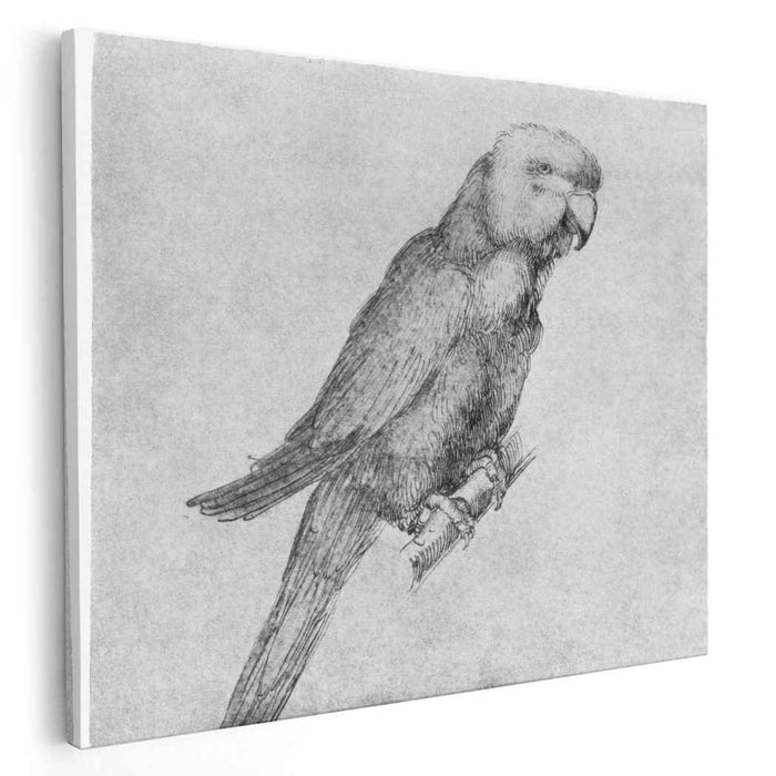 Parrot by Albrecht Durer