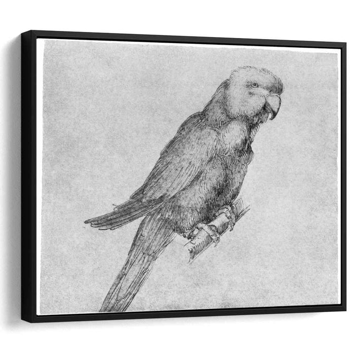 Parrot by Albrecht Durer