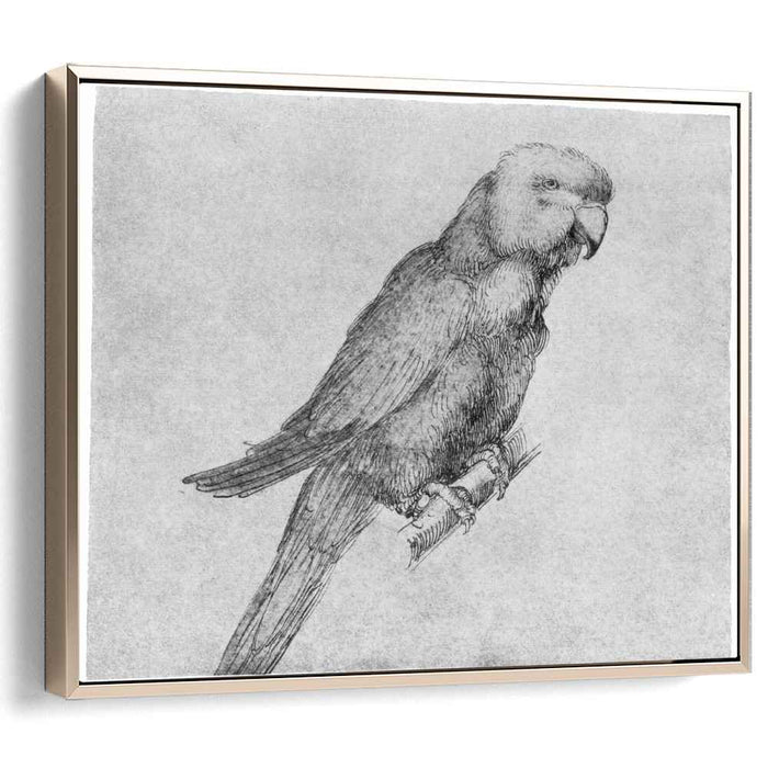 Parrot by Albrecht Durer