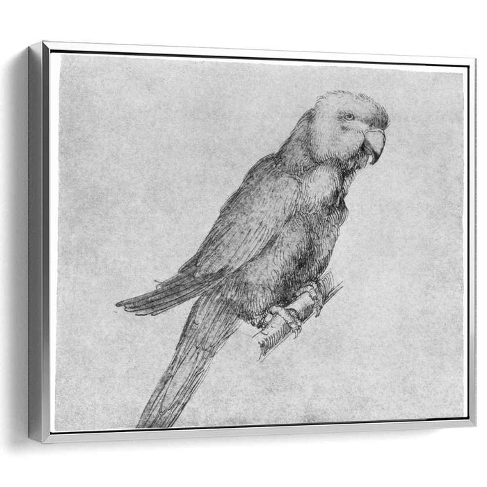 Parrot by Albrecht Durer