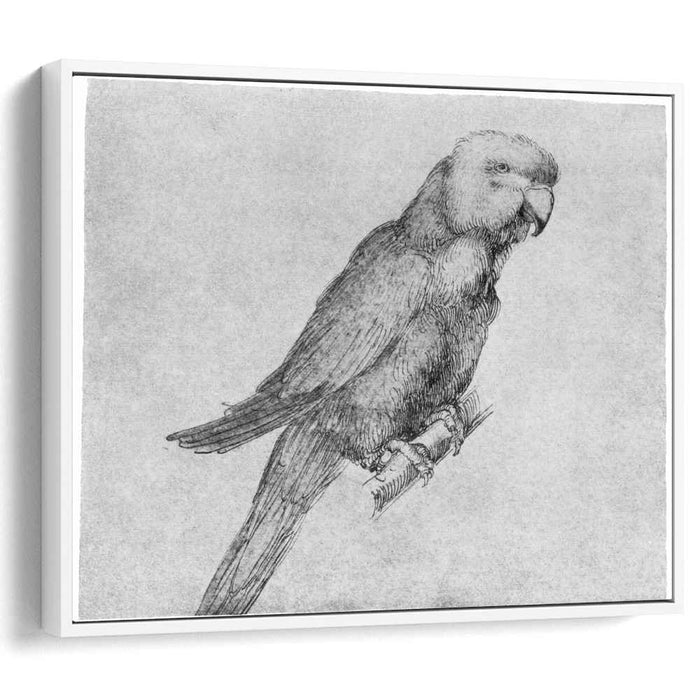 Parrot by Albrecht Durer