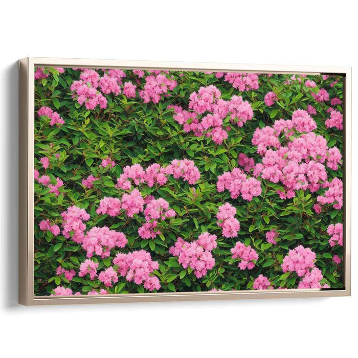 Blossoming Rhododendron Melody: Vibrant Pink Rhododendron Blossoms Canvas Art Print
