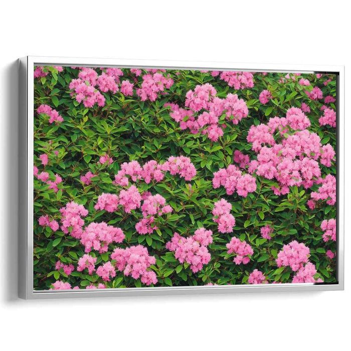 Blossoming Rhododendron Melody: Vibrant Pink Rhododendron Blossoms Canvas Art Print