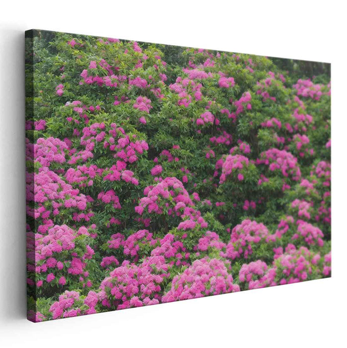 Whispers Of Blooming Cherry Blossoms: Lush Pink Garden Canvas Art Print