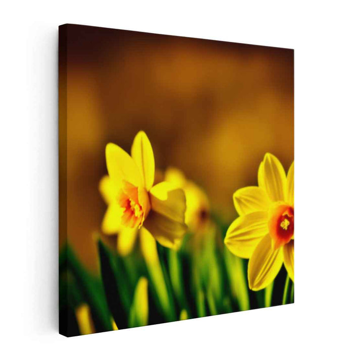 Sepia Daffodils #003