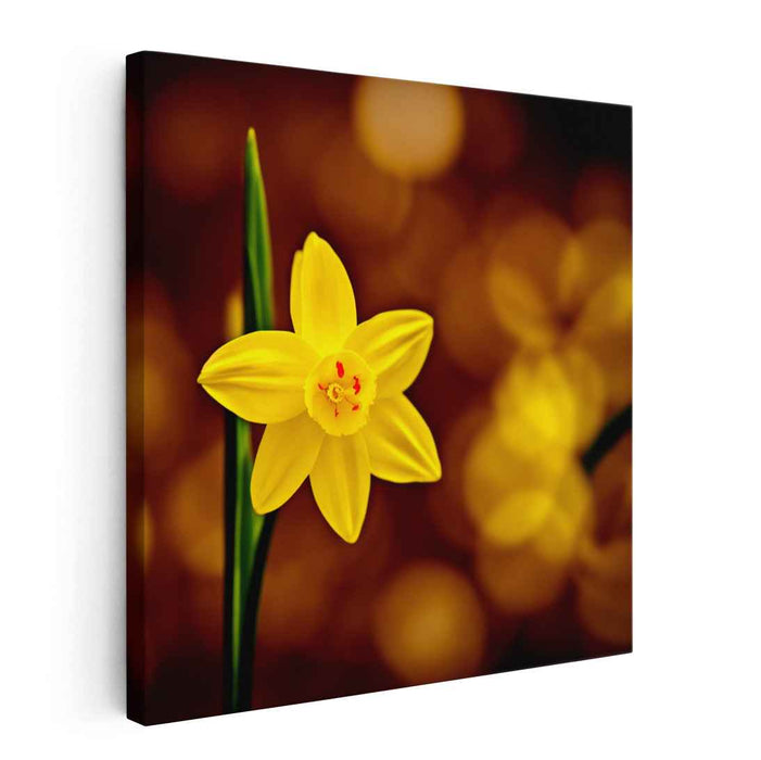 Gilded Petals Dance: Yellow Daffodil Against Golden Bokeh Canvas Art Print