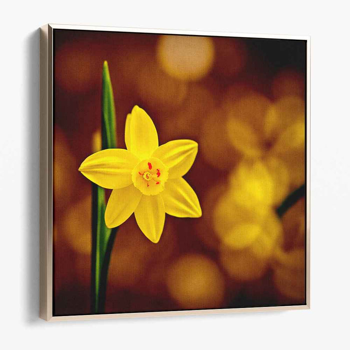 Gilded Petals Dance: Yellow Daffodil Against Golden Bokeh Canvas Art Print