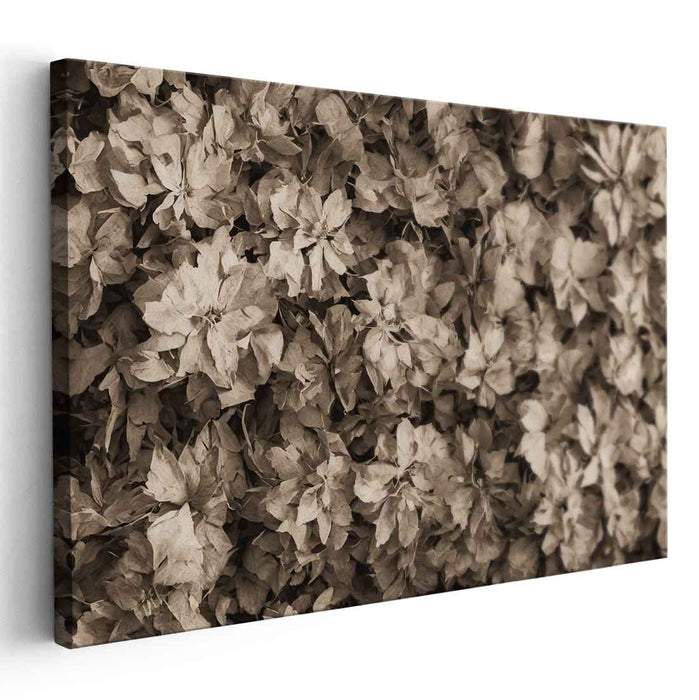 Sepia Daffodils #113