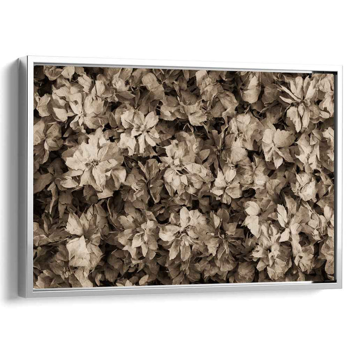 Sepia Daffodils #113