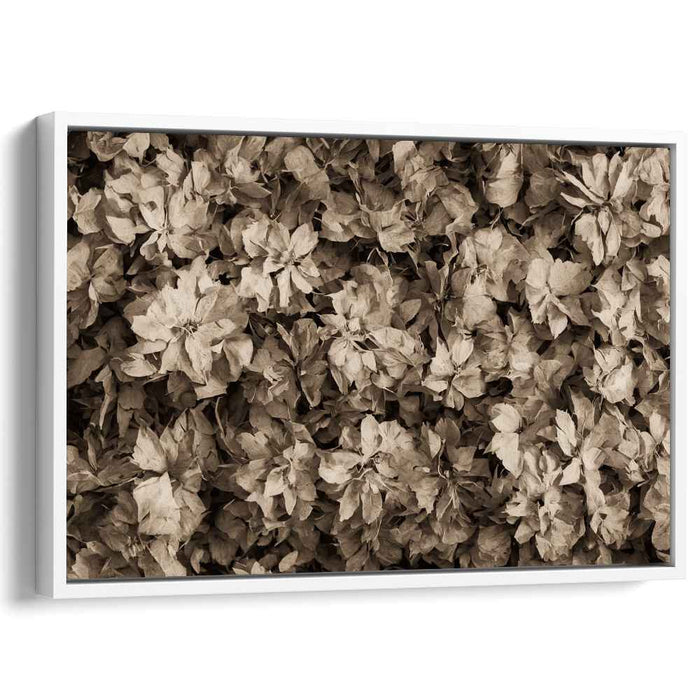 Sepia Daffodils #113