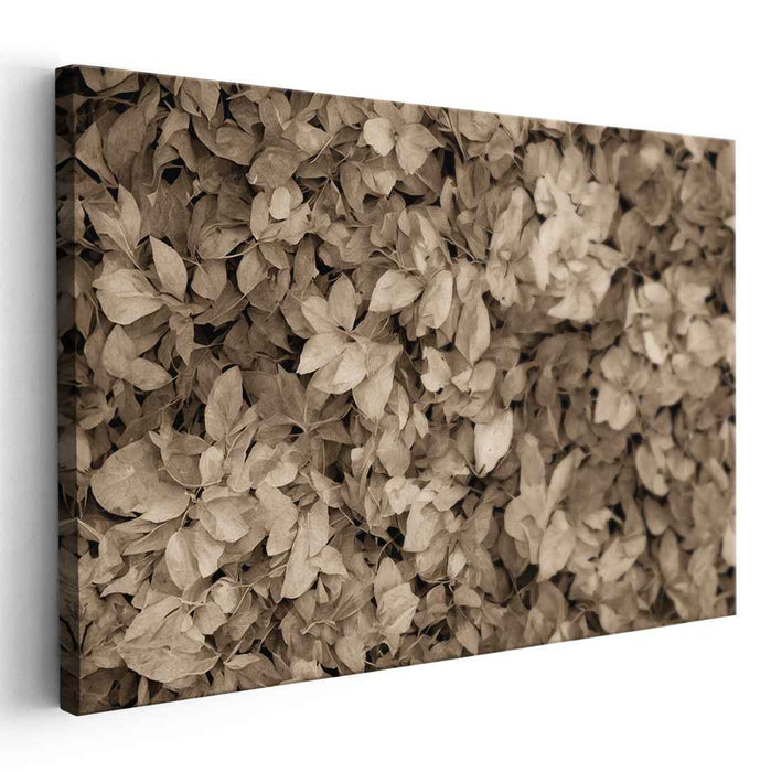 Rustic Memento: Sepia-Toned Leaf Symphony Canvas Art
