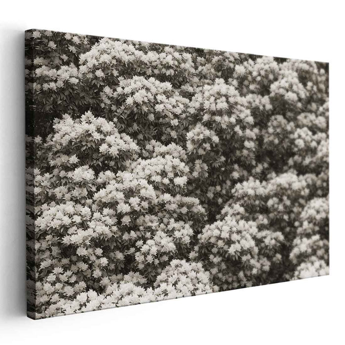 Sepia Rhododendron #120